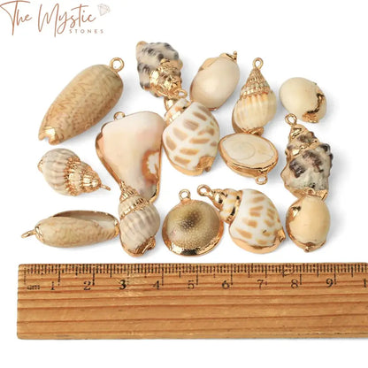 Assorted Natural Shell Conch Charms With Gold-Tone Accent